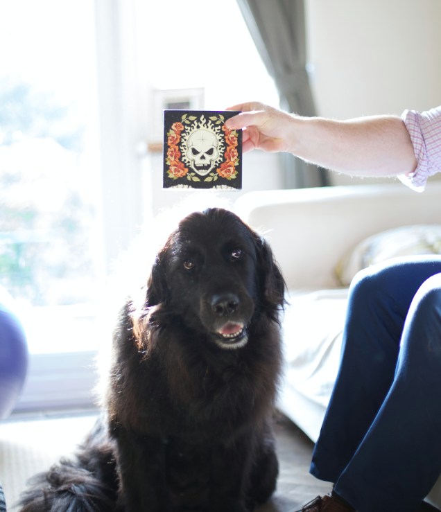 This review doubles as an educational piece about how difficult it is to take photos of dark dogs in light rooms.