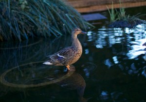 How about instead of a photo of this game you just accept this photo of a duck and ask no questions. Good.